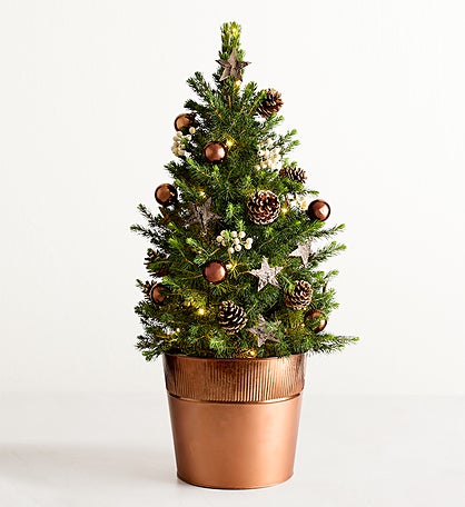 Large Christmas Traditions Fresh Spruce Tree