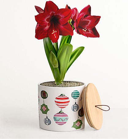 Merry Everything Amaryllis