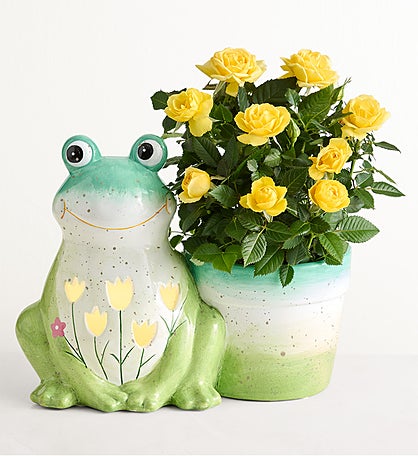 Froggy Spring Garden Plant