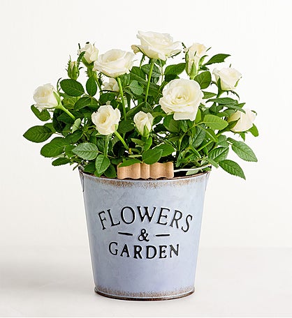 Flowers & Garden White Rose