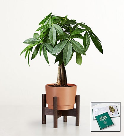 Money Tree + Free House Plant Book
