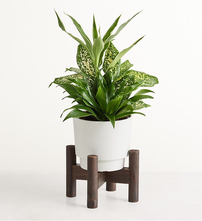 Harmony Dish Garden