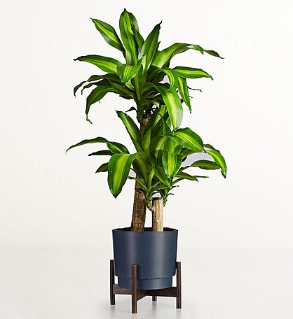 Mass Cane Floor Plant