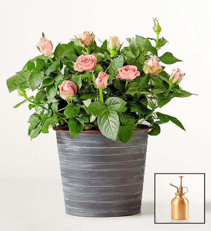 Blossoming Pink Rose Plant