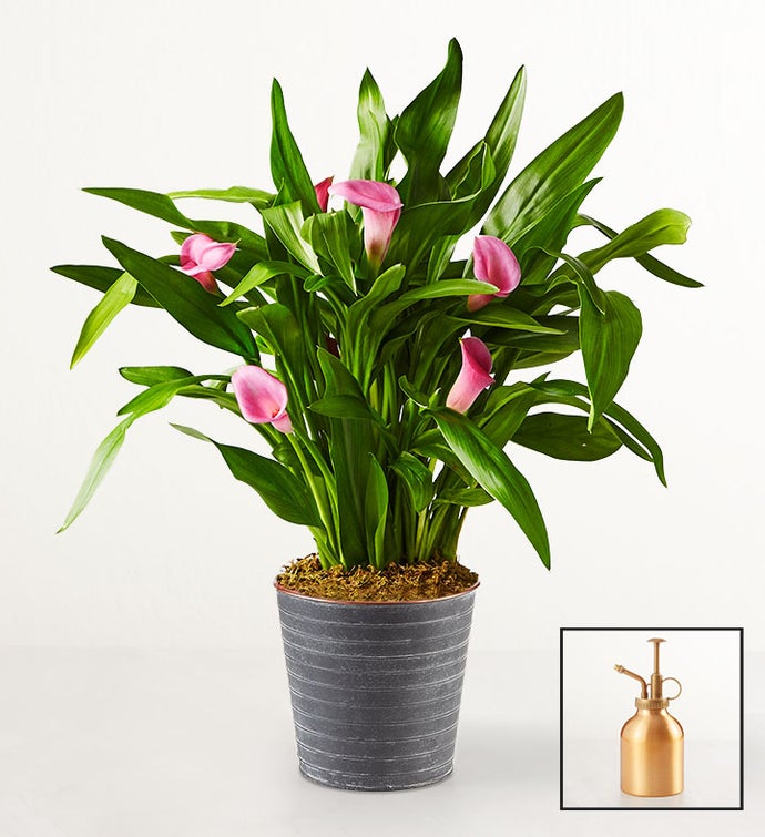 Pink Petal Calla Lily