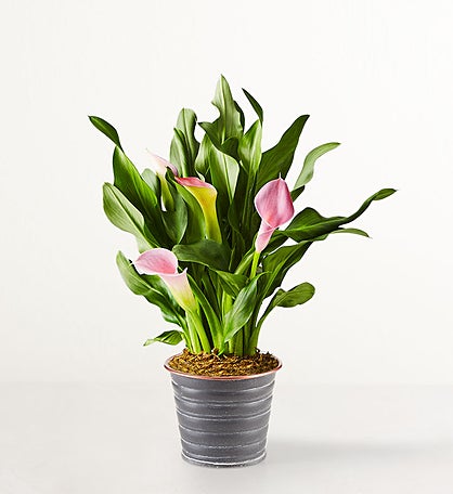 Pink Petal Calla Lily
