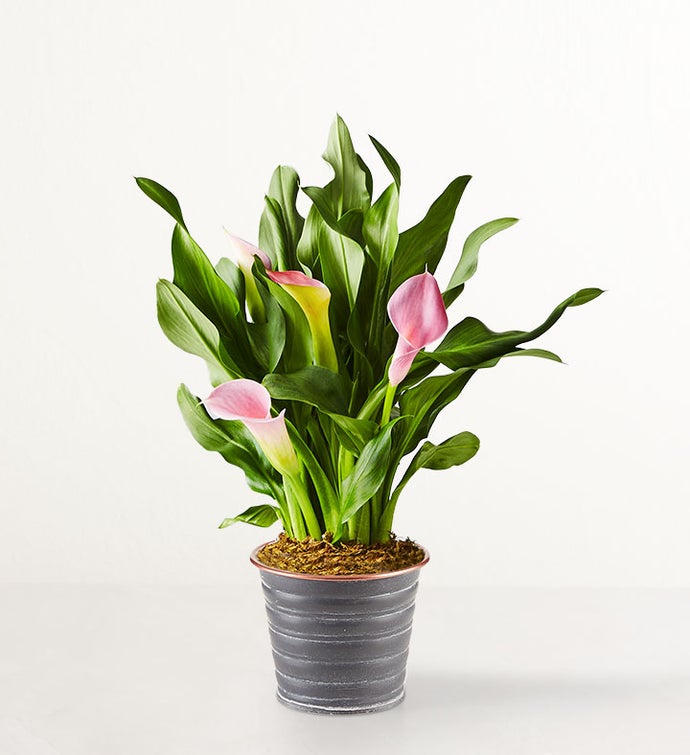 Pink Petal Calla Lily
