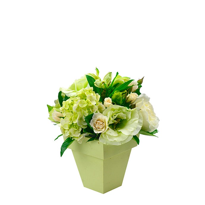 White Flower Shine