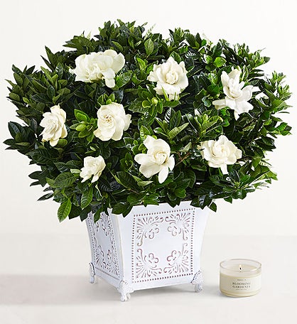 Grand Gardenia™