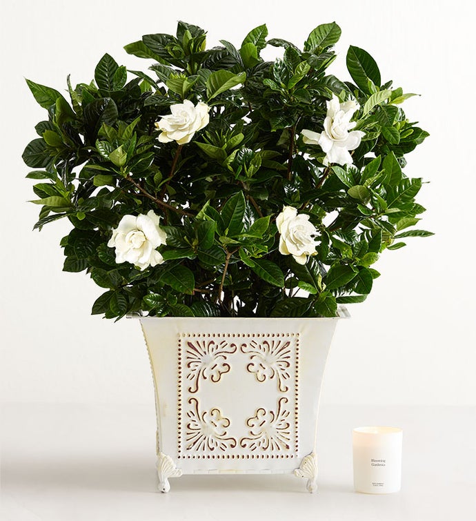 Grand Gardenia™