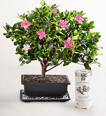 Azalea Bonsai