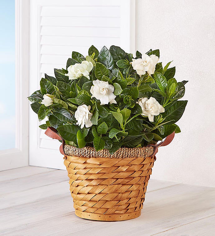 Blooming Gardenia Basket