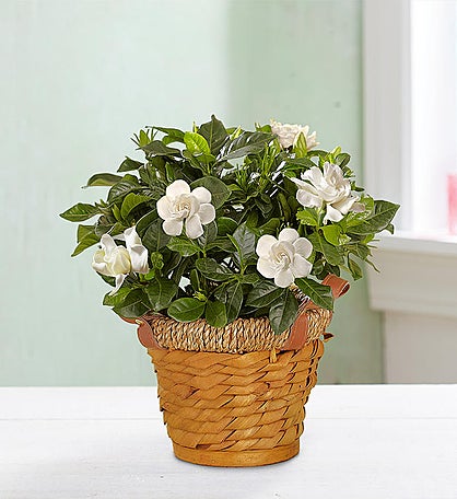 Blooming Gardenia Plant in Basket