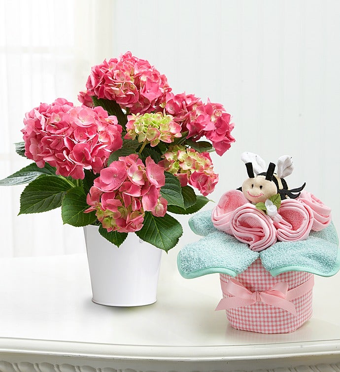 Baby Hydrangea Gift Set from 1800FLOWERS.COM