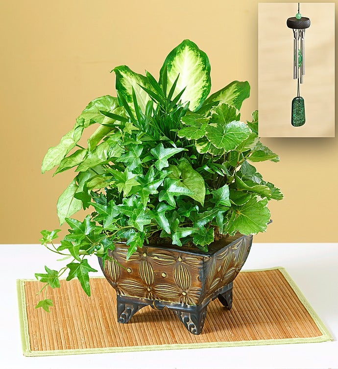 Asian Dish Garden from