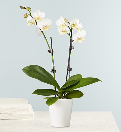 Double White Orchid Plant for Sympathy