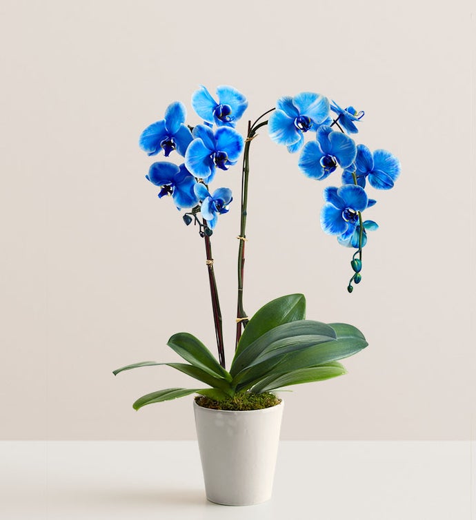 Double Blue Orchid Plant