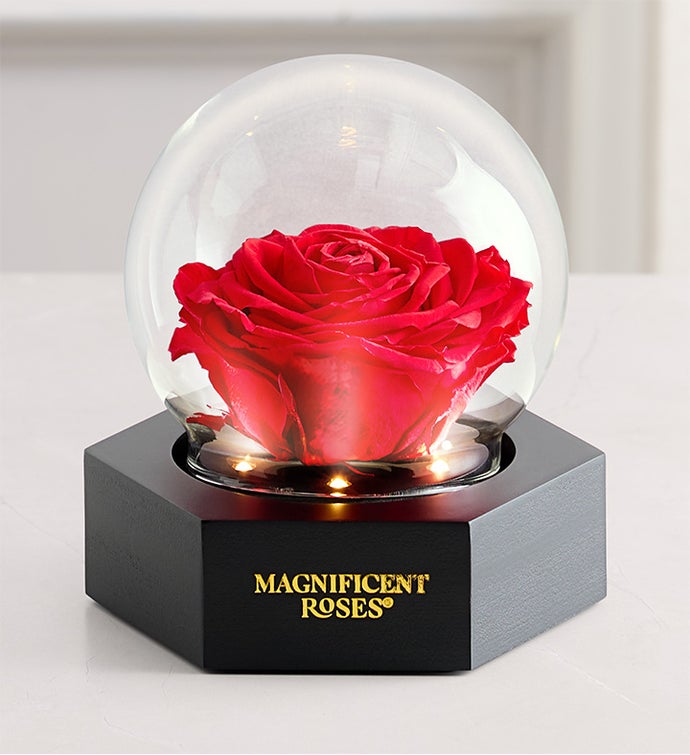 Magnificent Roses® Preserved Illuminating Rose