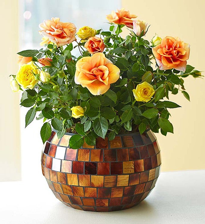 Autumn Essence Rose