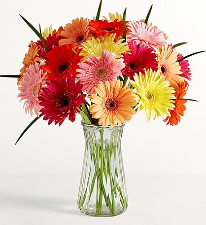 Happy Gerbera Daisies