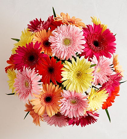 Happy Gerbera Daisies, 12-24 Stems test