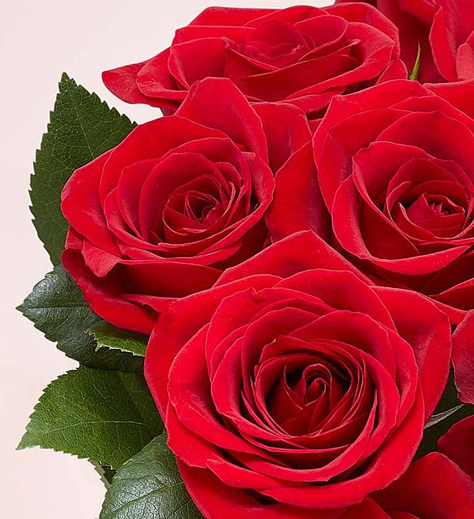 One Dozen Red Roses + Free Vase