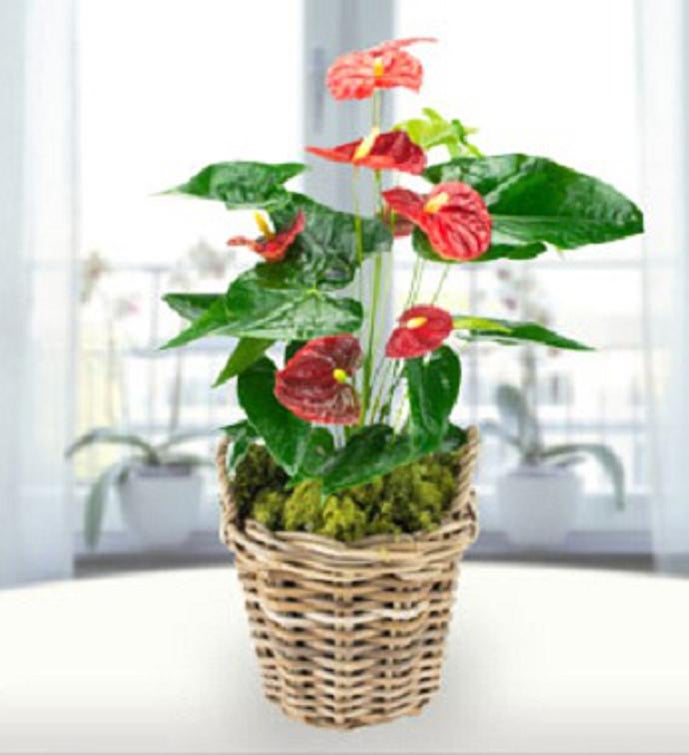 Tropical Anthurium Plant