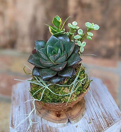 Succulent Gift Live Potted Succulent Arrangement in a Driftwood Pot
