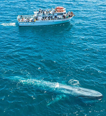 Newport Beach Whale Watching For Two - California