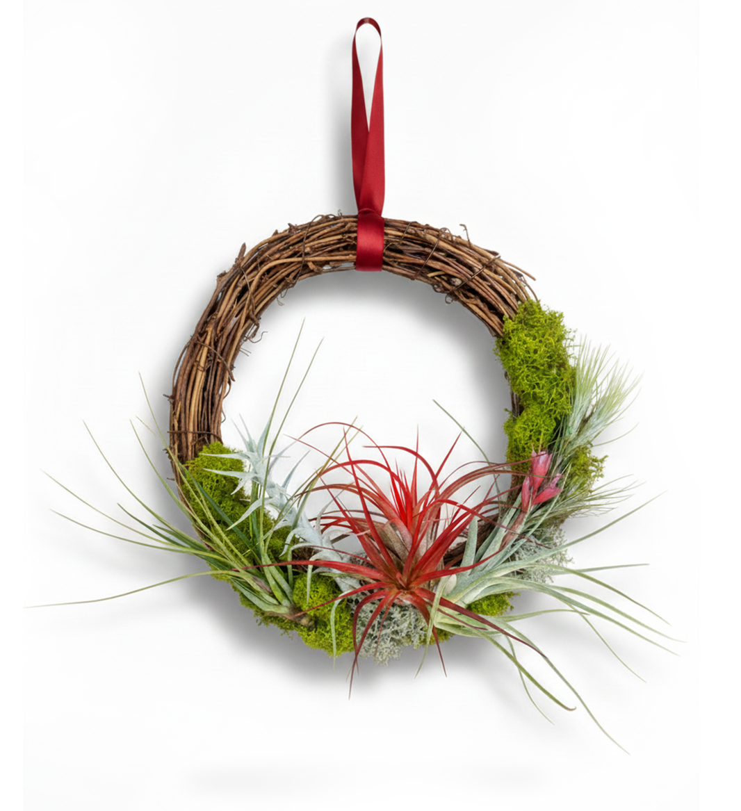 Modern Living Art: 12" Air Plant Wreath With Ribbon
