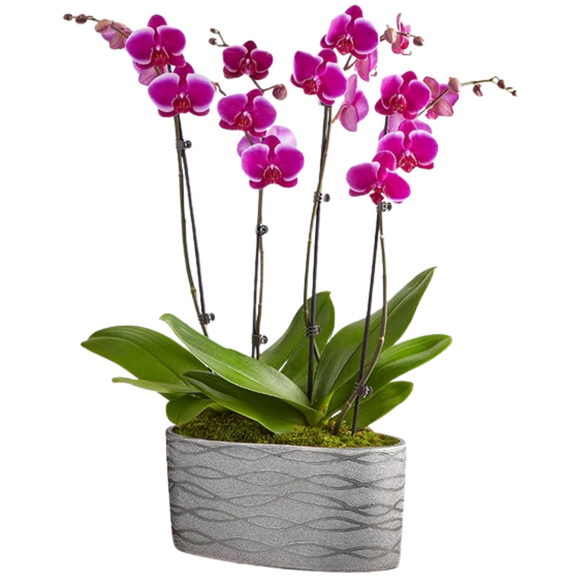 Violet Opulence Orchid