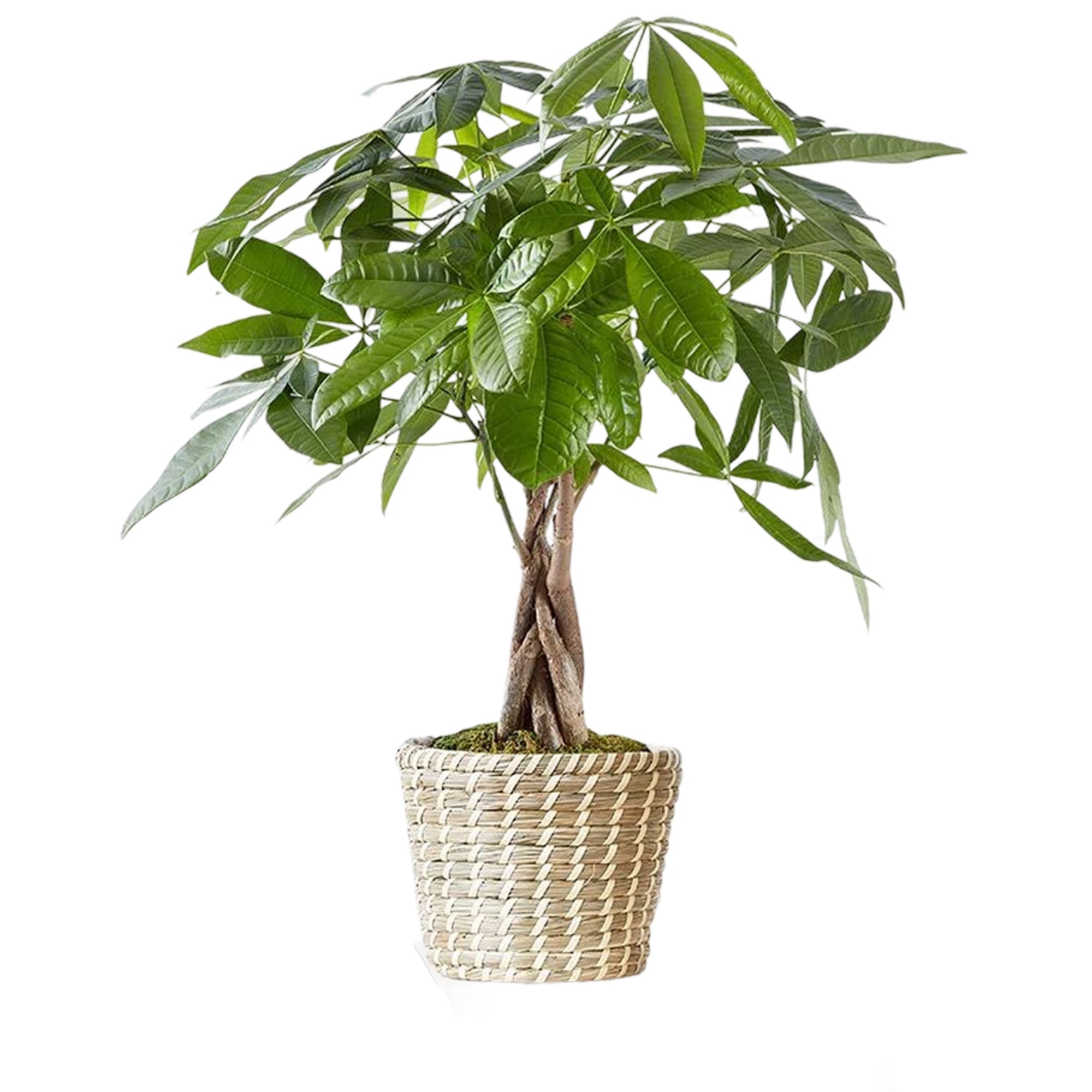 Money Tree