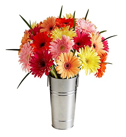 Happy Gerbera Daisies