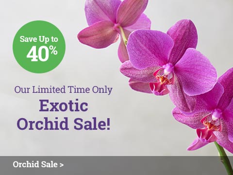 Orchid Sale