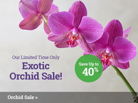 Orchid Sale