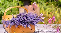 Flowers That Bloom All Summer Long!