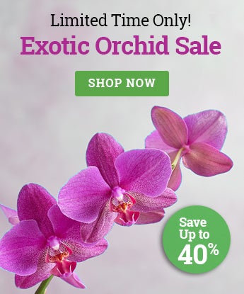 Exotic Orchid