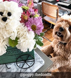 Adogable - @poppy.thedoodle