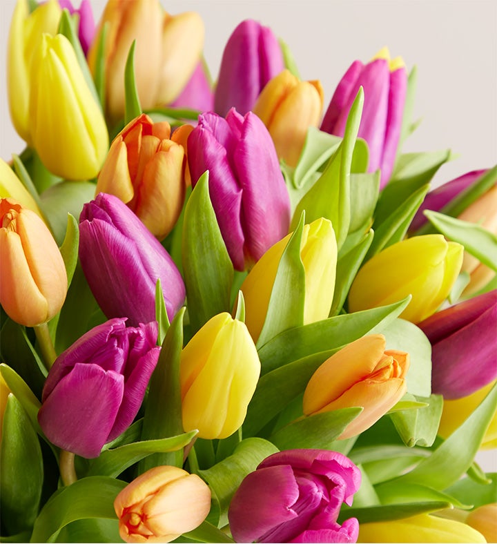 Deluxe Spring Assorted Tulip Bouquet, 60 Stems