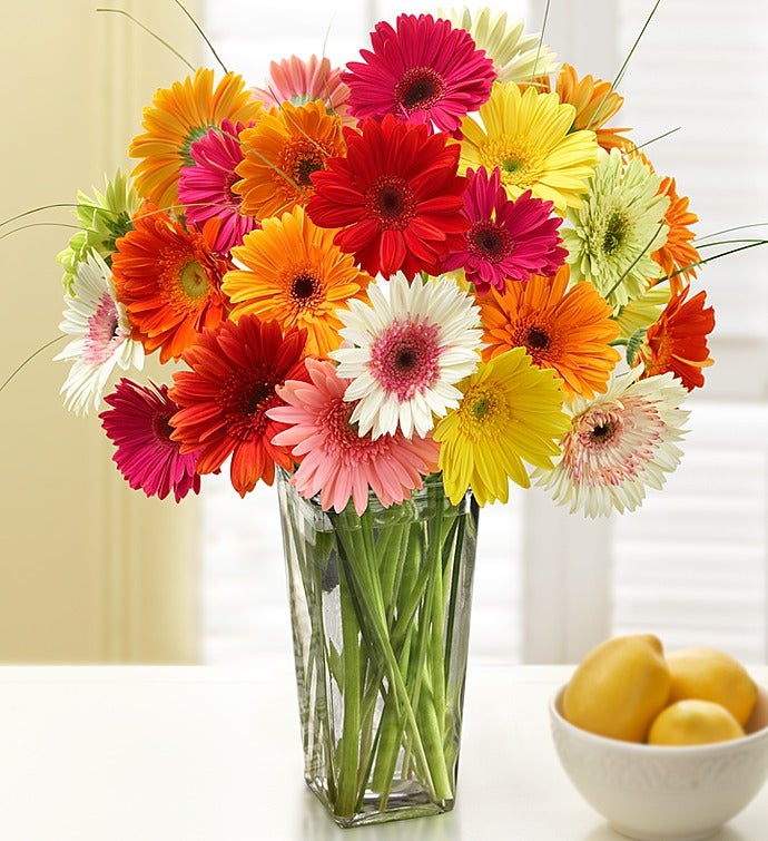 Happy Gerbera Daisies, 12 24 Stems