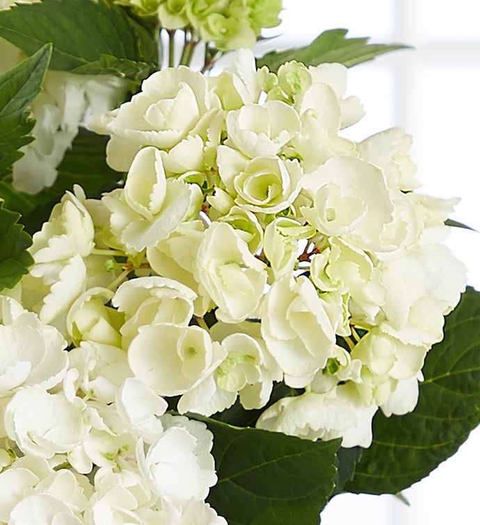 Dried Hydrangea Flowers Isolated Elements on White Background with
