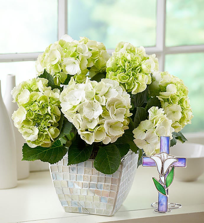 Bountiful Blessings Hydrangea