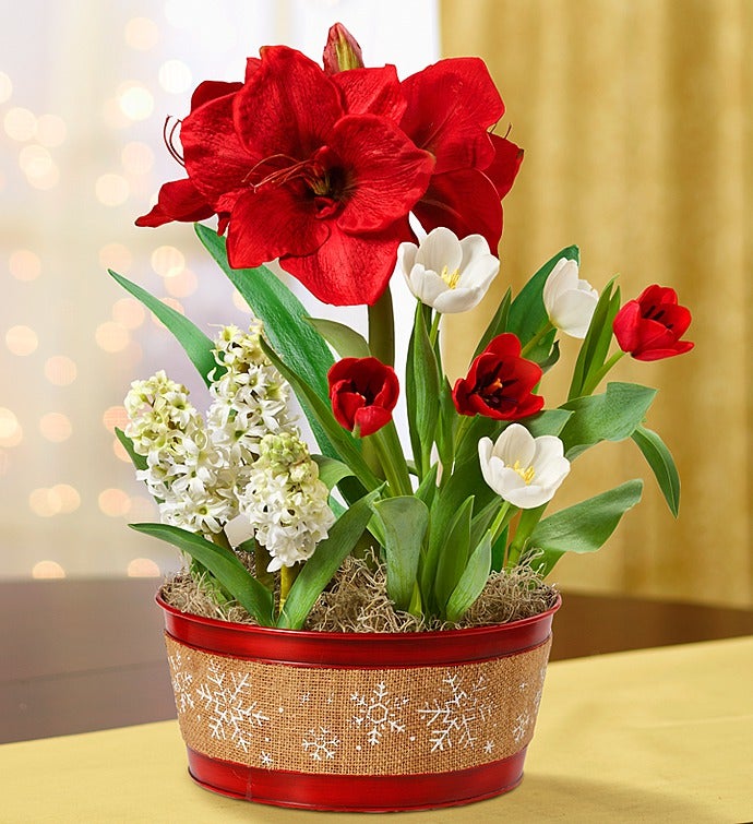 Winter Bulb Garden Christmas Bulbs