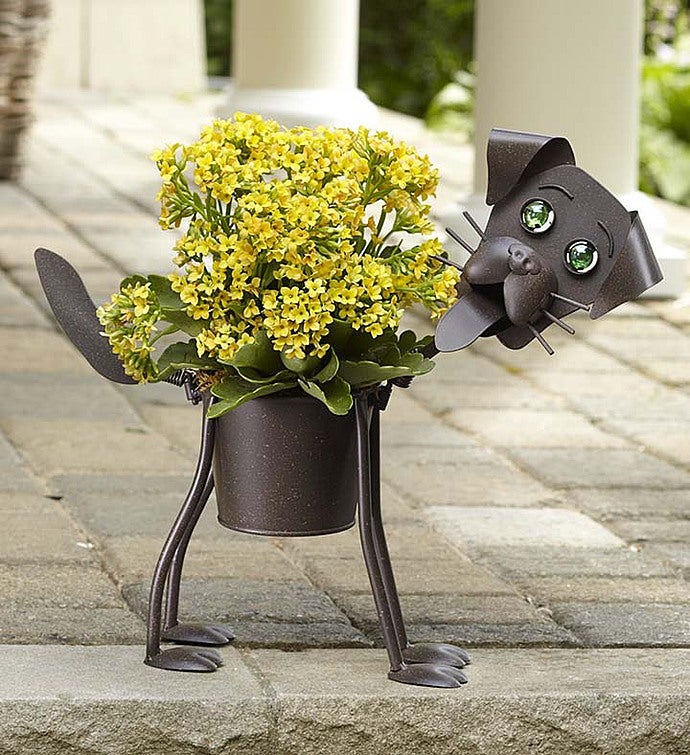 My Pet Plant   Dog or Cat