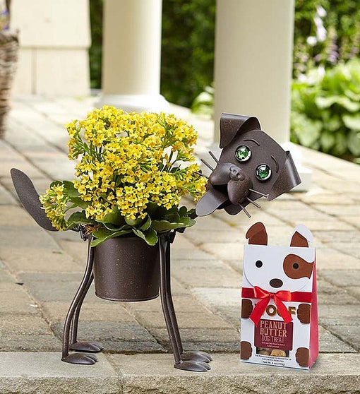 My Pet Plant - Dog or Cat