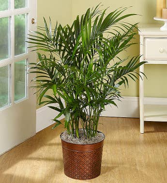 Cat Palm Floor Plant