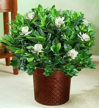 Gardenia Floor Plant for Sympathy