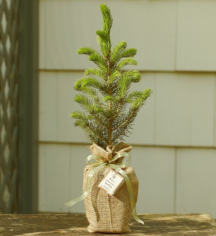 Colorado Blue Spruce Tree for Sympathy