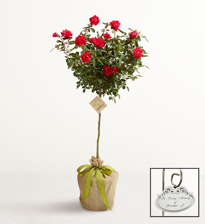 Knockout Rose Topiary