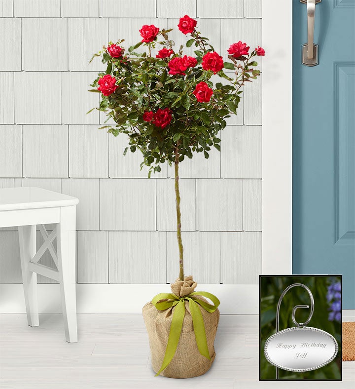 Knockout Rose Topiary